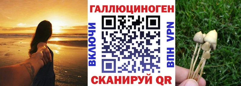 Галлюциногенные грибы Psilocybe Бежецк